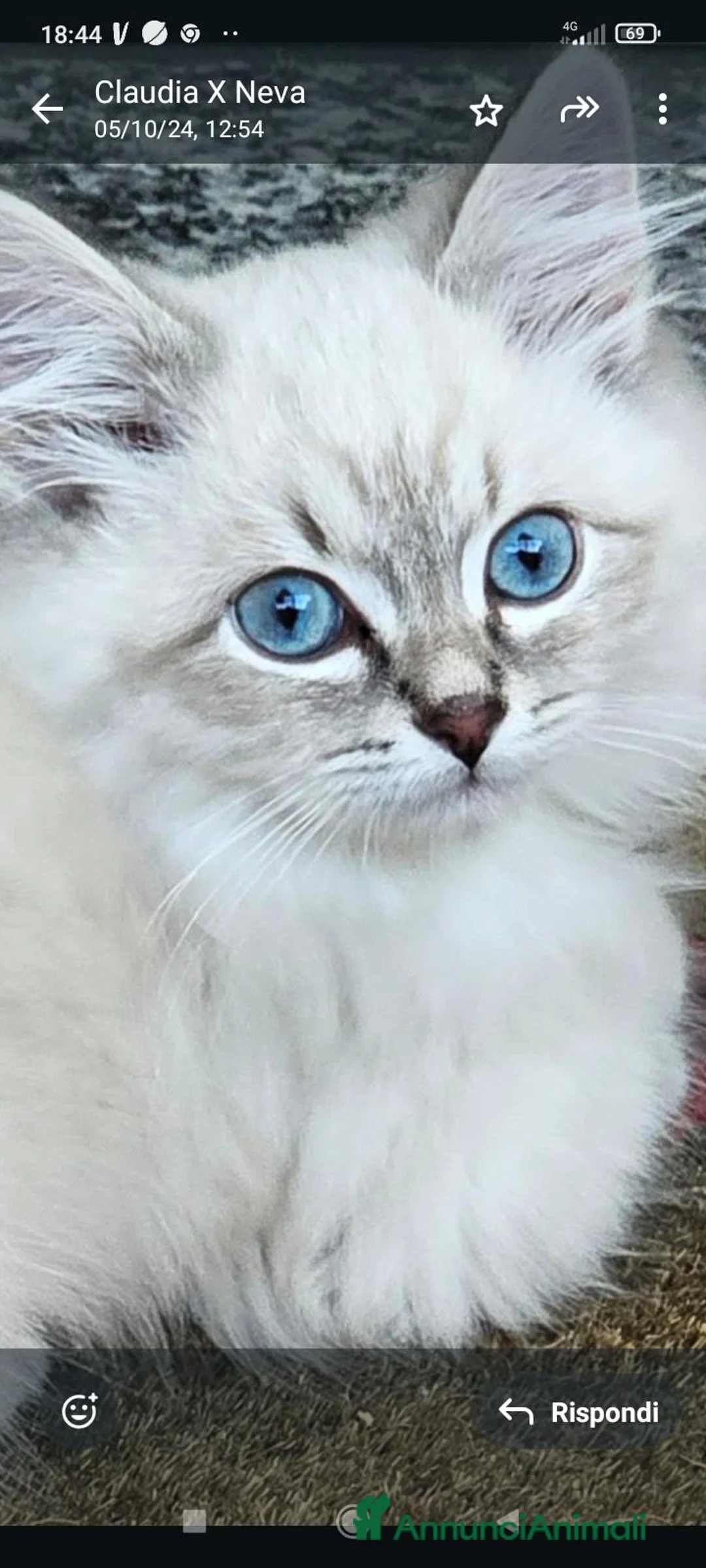 Siberiano gatti in vendita: Siberiani Neva con pedigree anche libero  - Annuncio 4