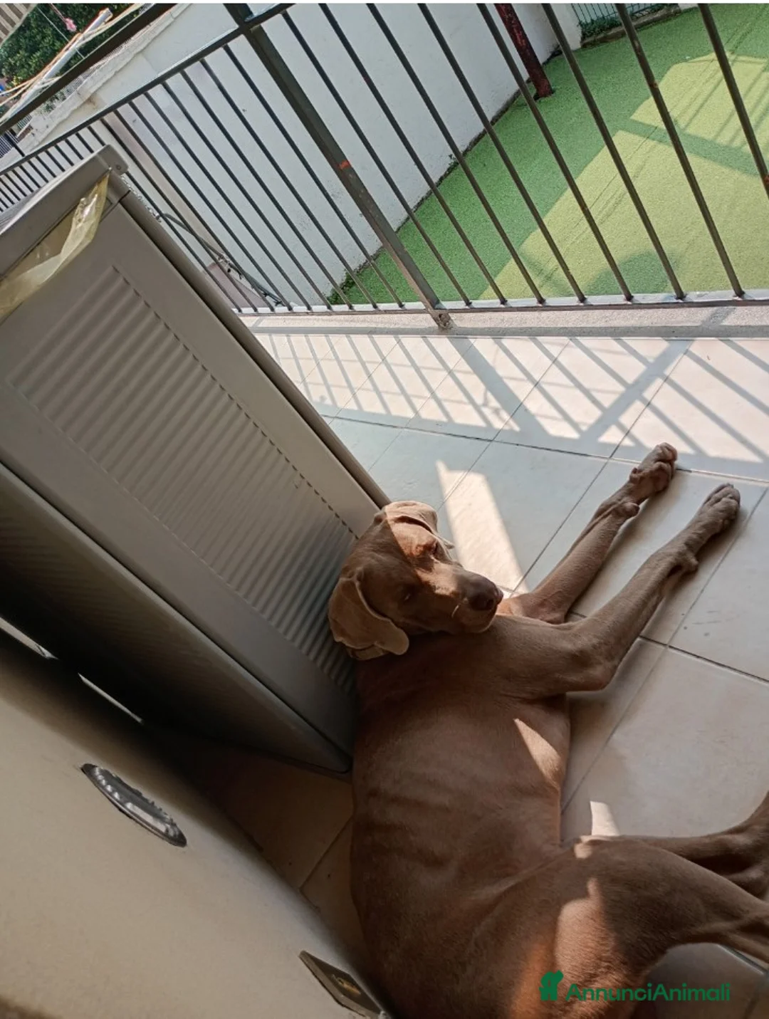 Meticcio cani in vendita: Weimaraner a Provincia di Monza e della Brianza - Annuncio 2