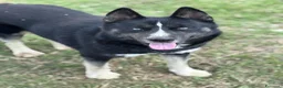 Husky cani in vendita: Cucciolo Red solid occhio azzurro - Annuncio 2