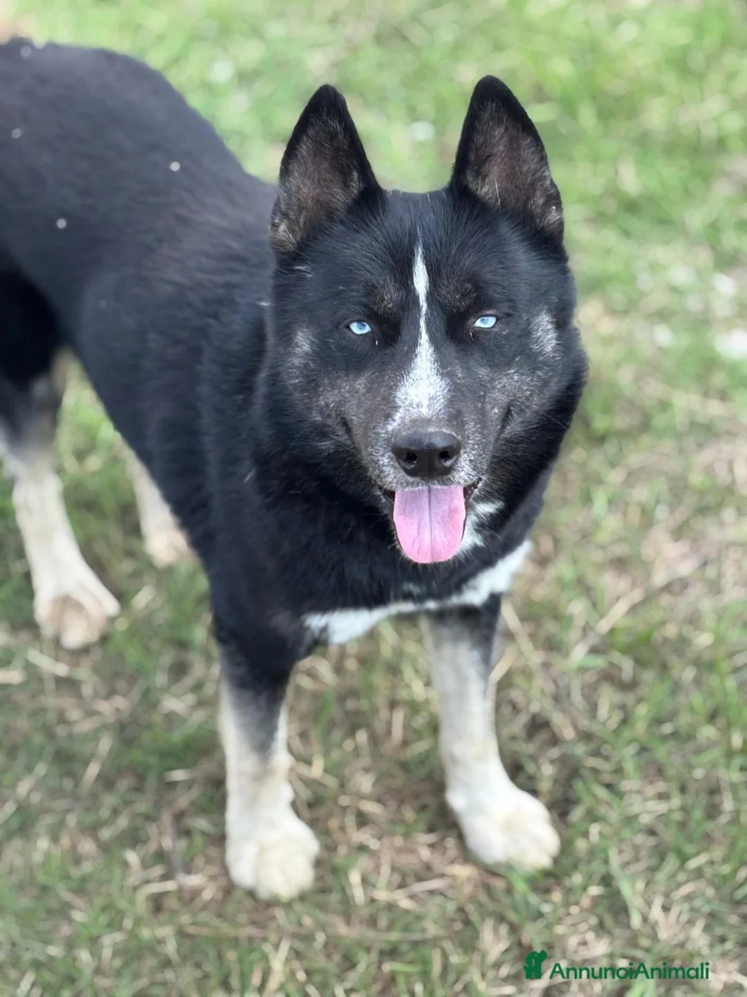 Husky cani in vendita: Cucciolo Red solid occhio azzurro - Annuncio 2
