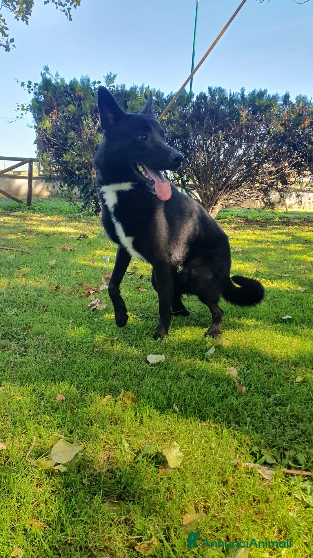 Altre razze cani in regalo: Filippo, cucciolone di un anno cerca casa - Annuncio 10