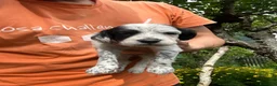 Setter Inglese cani in vendita: Cuccioli setter inglese  - Annuncio 7