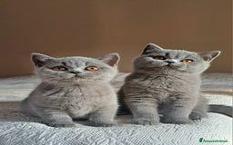 British gatti in vendita: Disponibile cucciolo maschio e femmina blu - Immagine 4