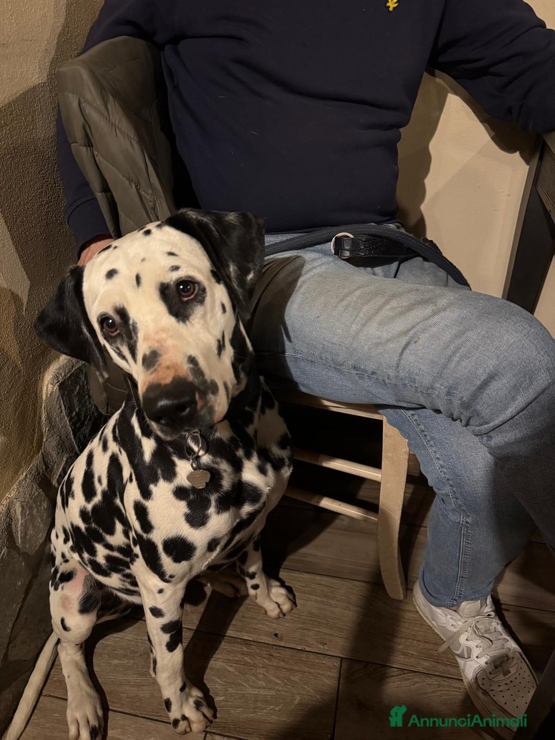 Dalmata cani per accoppiamento: Dalmata maschio per accoppiamento a Provincia di Viterbo - Immagine 7