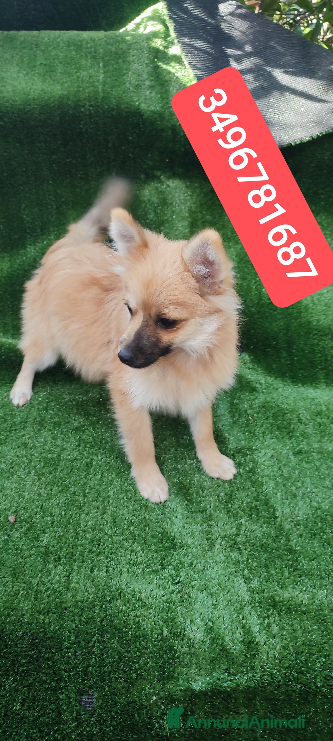 Spitz cani in vendita: SPITZ TEDESCO PICCOLO cuccioloni recupero spese  - Annuncio 3