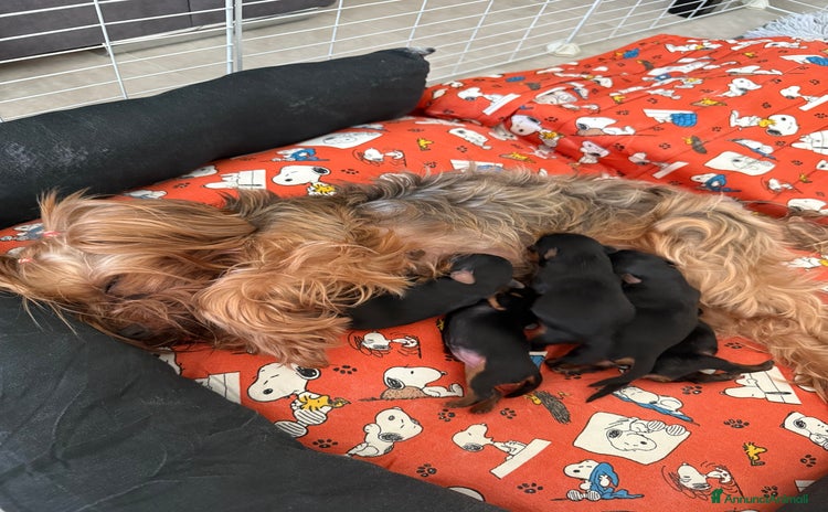Yorkshire cani a Città Metropolitana di Bologna - Annuncio 1