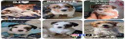 Jack Russell cani in vendita: Cuccioli di Jack Russell Broken e Ruvidi - Annuncio 2