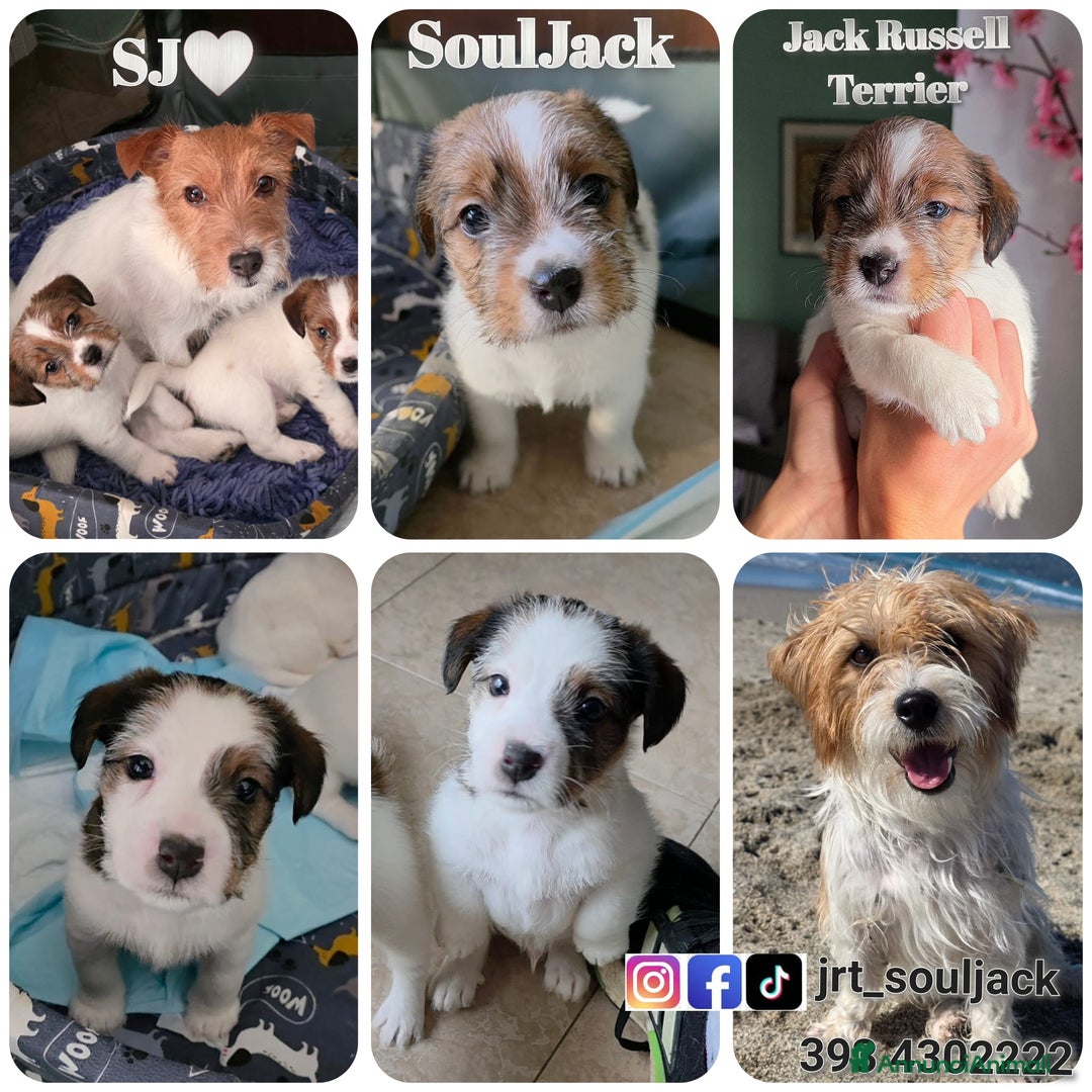 Jack Russell cani in vendita: Cuccioli di Jack Russell Broken e Ruvidi - Annuncio 2