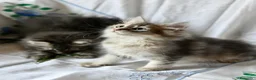 Siberiano gatti in vendita: Cuccioli di Siberiano con pedigree Anfi - Annuncio 5