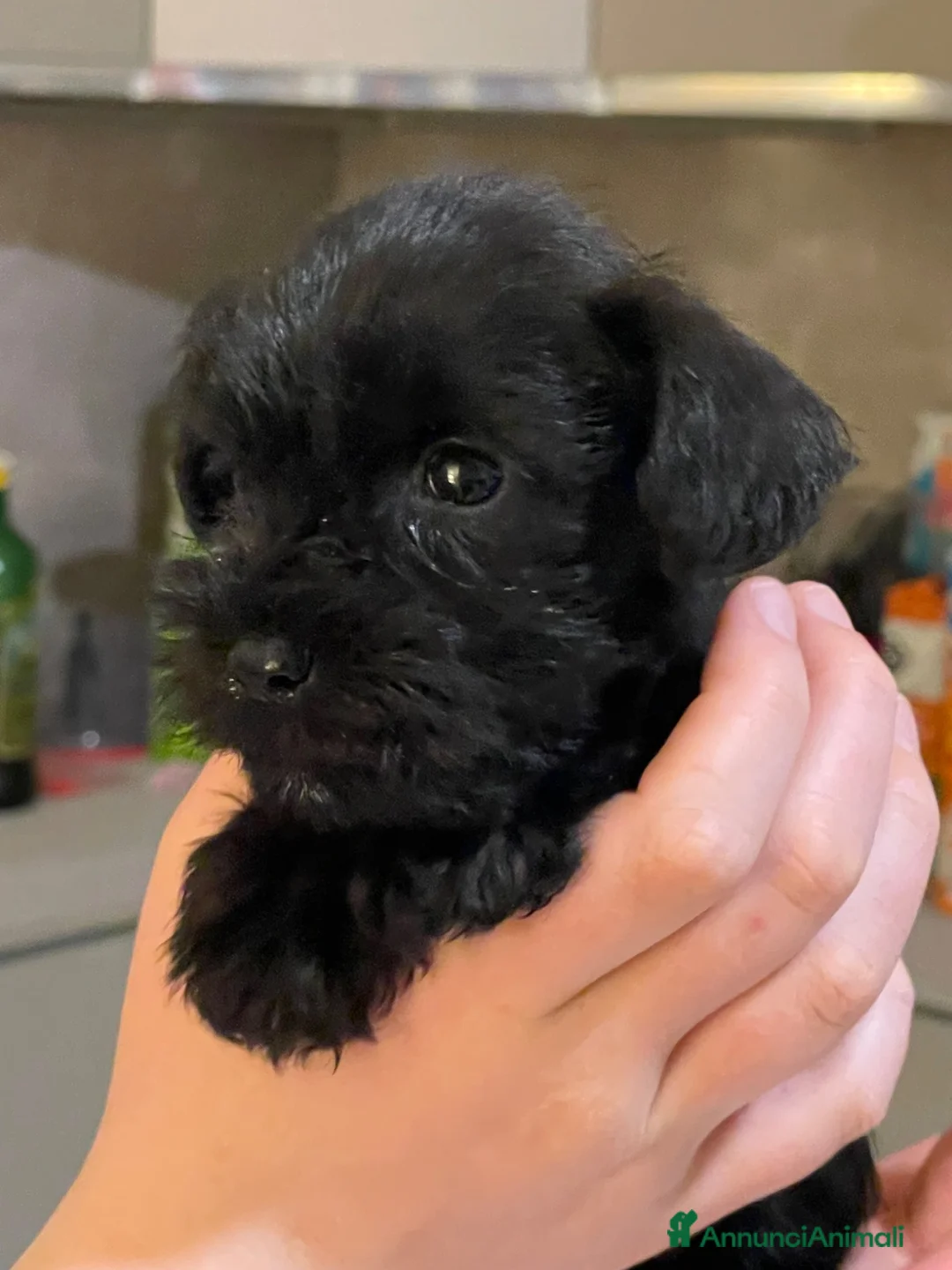Mini Schnauzer cani in vendita: Schnauzer nani neri con pedigree ENCI - Annuncio 1