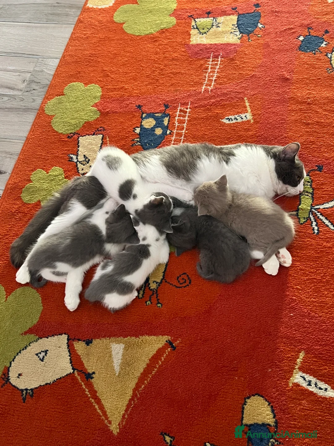 Meticcio gatti in vendita: Cucciolo di gatti a Provincia di Cremona - Annuncio 2