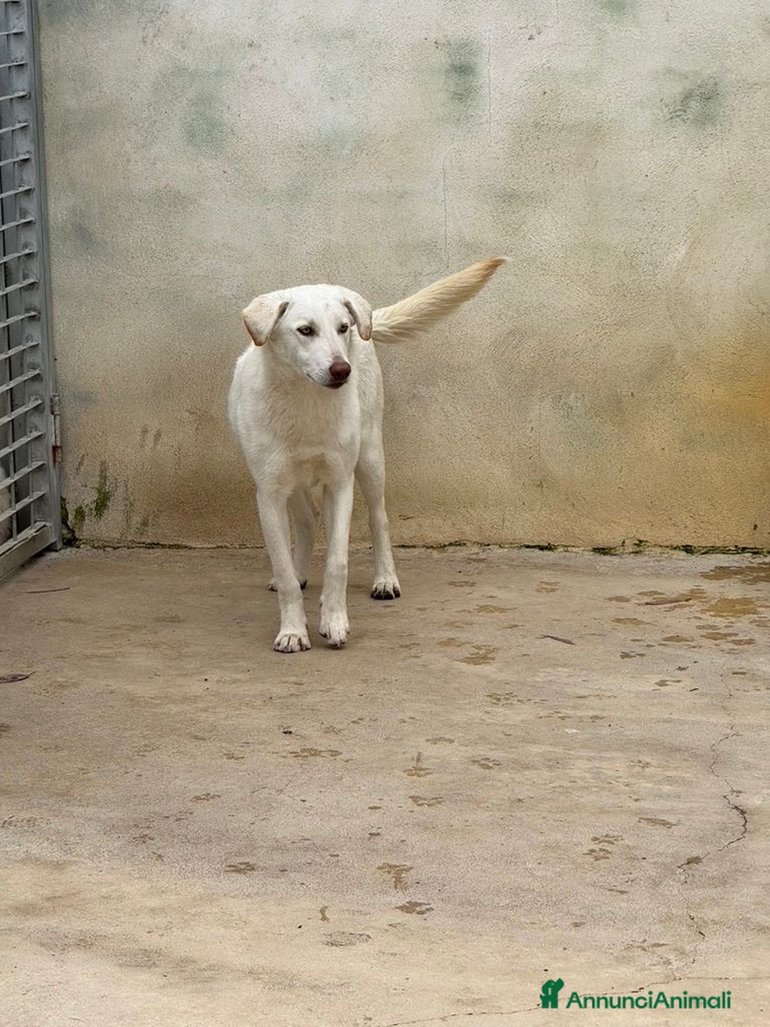 Meticcio cani in regalo: Chiara: 1 anno, socievole ed equilibrata - Annuncio 24