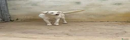 Meticcio cani in regalo: Chiara: giovane, socievole ed equilibrata - Annuncio 33