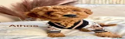 Barboncino Toy cani in vendita: Barboncino Toy tenerissima a Provincia di Catanzaro - Annuncio 7