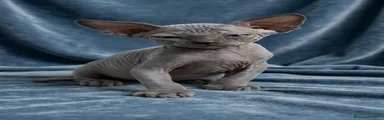 Sphynx 1