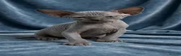 Sphynx gatti in vendita: Sphynx con pedigree  - Annuncio 2