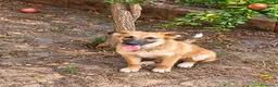 Meticcio cani in regalo: Sissy,taglia media! (5 mesi)  - Annuncio 1