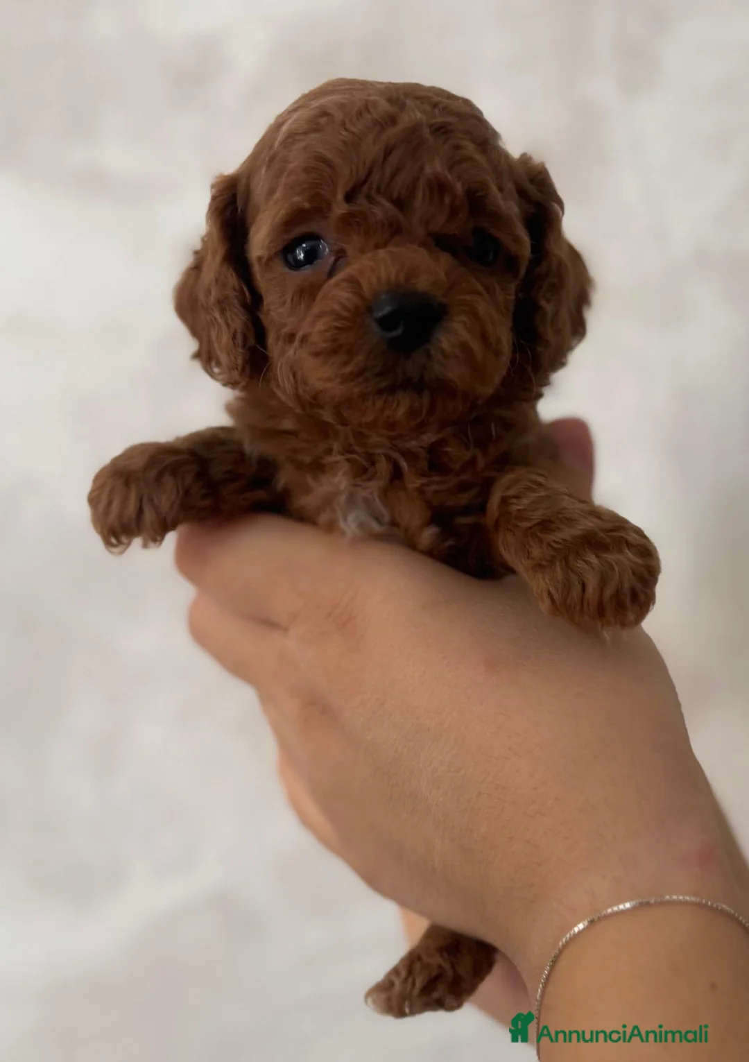 Barboncino Toy cani in vendita: Barboncini Toy - Annuncio 2