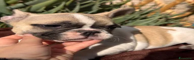 Bulldog Francese Cucciola