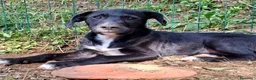 Meticcio cani in regalo: Hero  a Provincia di Savona - Annuncio 5
