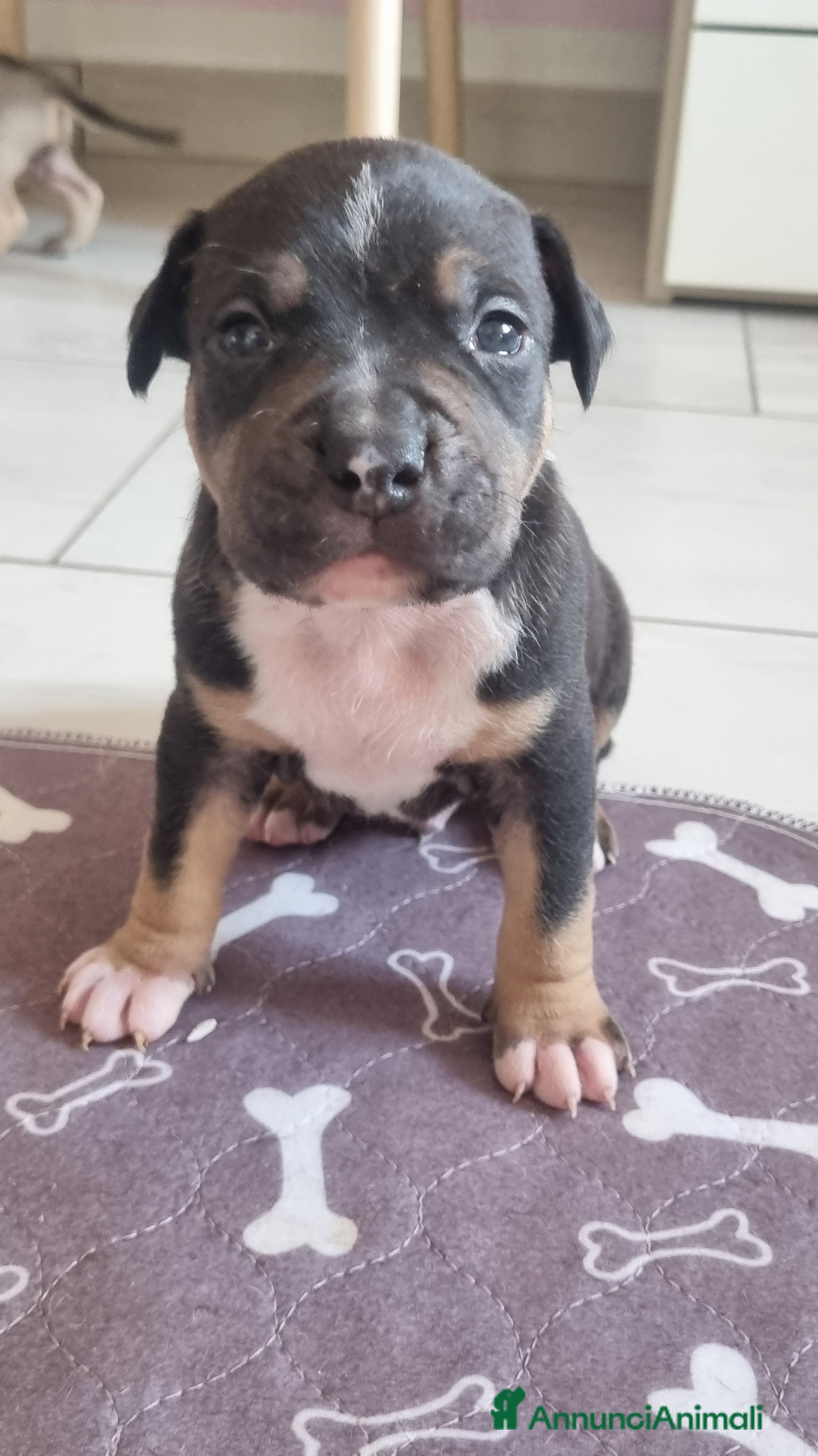 Pitbull cani American pitbull terrier  - Annuncio 4