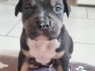 Pitbull cani American pitbull terrier - Annuncio 4