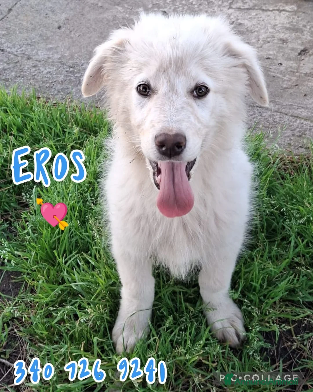 Meticcio cani in regalo: EROS 💙 - cucciolo taglia media/abbondante 🙏🏻 a Città metropolitana di Milano - Annuncio 1