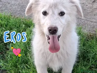 Meticcio cani EROS 💙 - cucciolo taglia media/abbondante 🙏🏻 - Annuncio 12