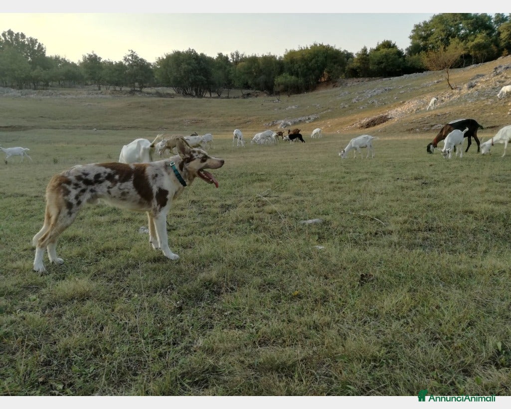 Border Collie cani BORDER COLLIE MASCHIO RED MERLE OFFRESI  a Provincia di Forlì-Cesena - Annuncio 2