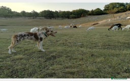 Border Collie cani per accoppiamento: BORDER COLLIE MASCHIO RED MERLE OFFRESI  a Provincia di Forlì-Cesena - Immagine 2