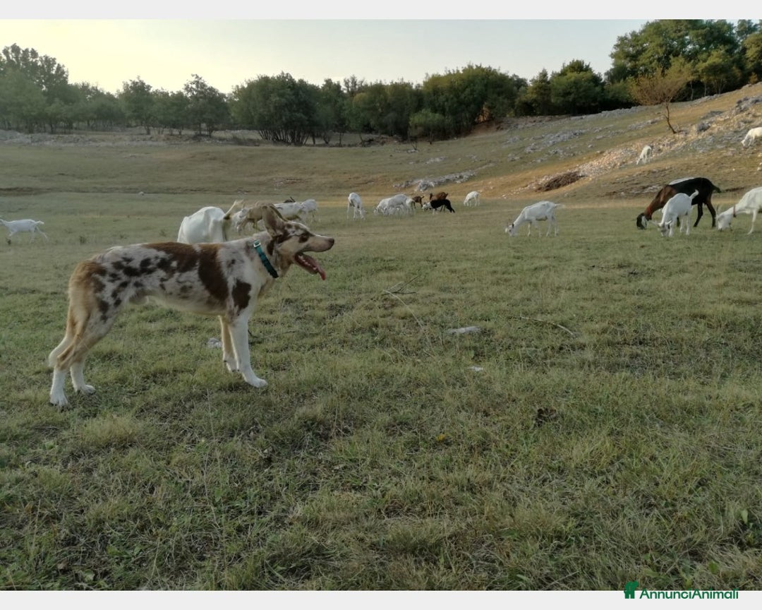 Border Collie cani per accoppiamento: BORDER COLLIE MASCHIO RED MERLE OFFRESI  a Provincia di Forlì-Cesena - Immagine 2