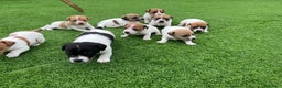Jack Russell cani in vendita: Cuccioli di Jack Russell Puri in vendita a Città metropolitana di Milano - Annuncio 5