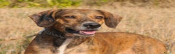 Segugio cani in regalo: Cuccioli simil segugio maremmano  - Annuncio 5