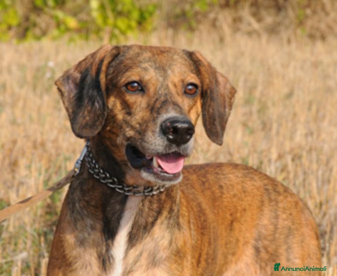 Segugio cani in regalo: Cuccioli simil segugio maremmano  - Annuncio 5