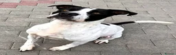 Meticcio cani in regalo: BLACK GENTILCANE - Annuncio 4