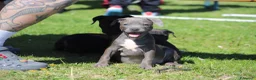 Pitbull cani in vendita: Allevamento dispone di cuccioli di Pit Bull - Annuncio 1