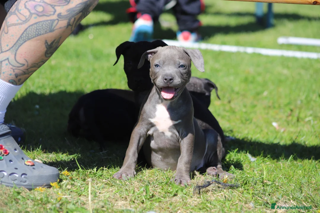 Pitbull cani in vendita: Allevamento dispone di cuccioli di Pit Bull - Annuncio 1