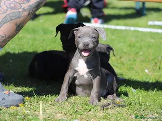 Pitbull cani Allevamento dispone di cuccioli di Pit Bull - Annuncio 1