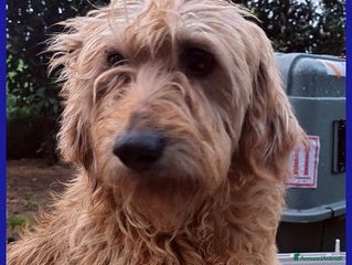 Meticcio cani in regalo: GIOVANNI timido spinoncino cerca affetto - Annuncio 1