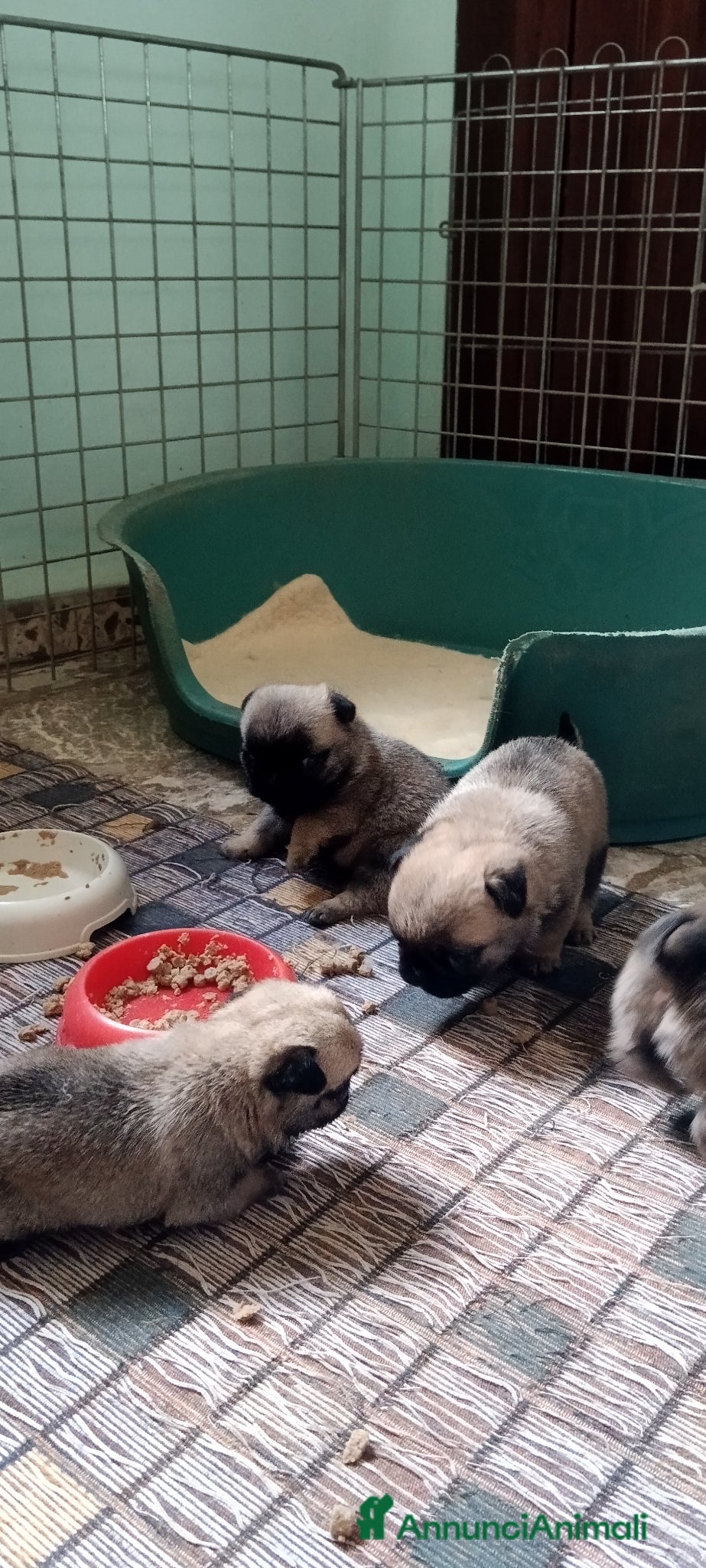 Carlino cani Carlino cuccioli - Annuncio 1