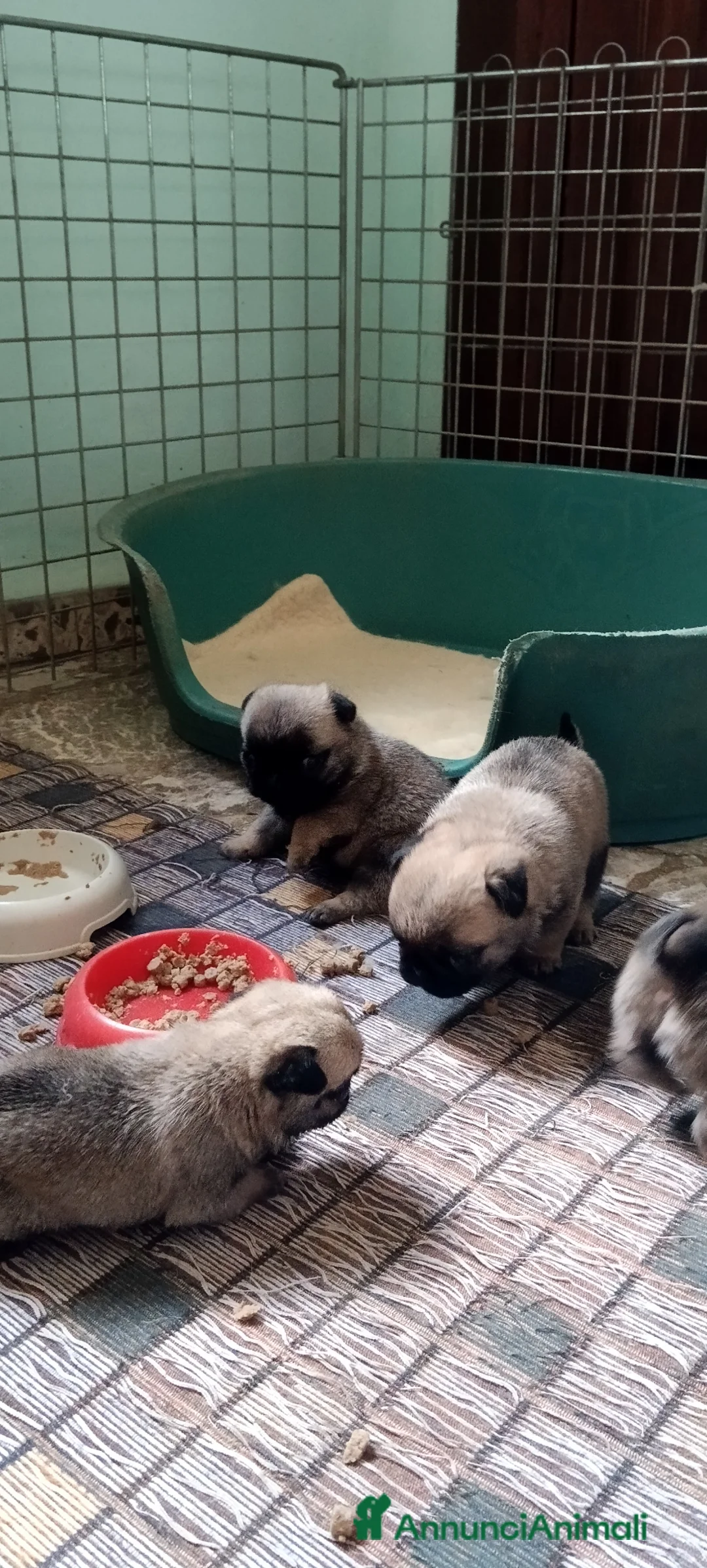 Carlino cani in vendita: Carlino cuccioli a Città metropolitana di Roma Capitale - Annuncio 1