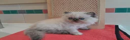 Persiano gatti in vendita: Gatti persiani - Annuncio 4