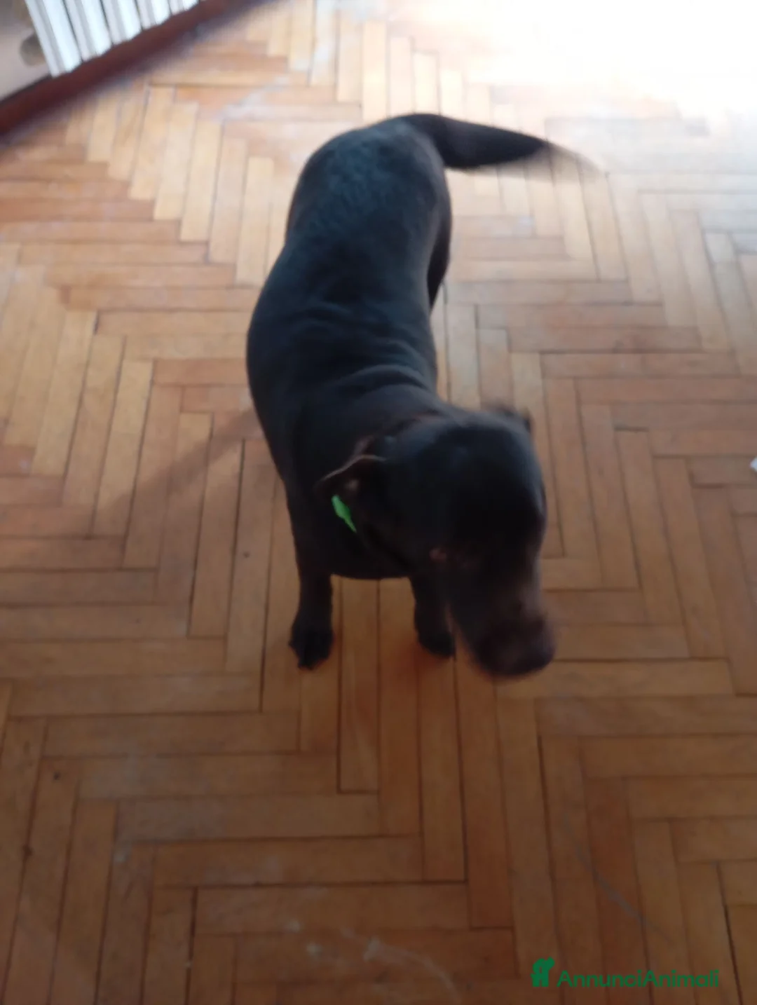 Labrador cani in regalo: REGALO DUE LABRADOR a Città metropolitana di Palermo - Annuncio 1
