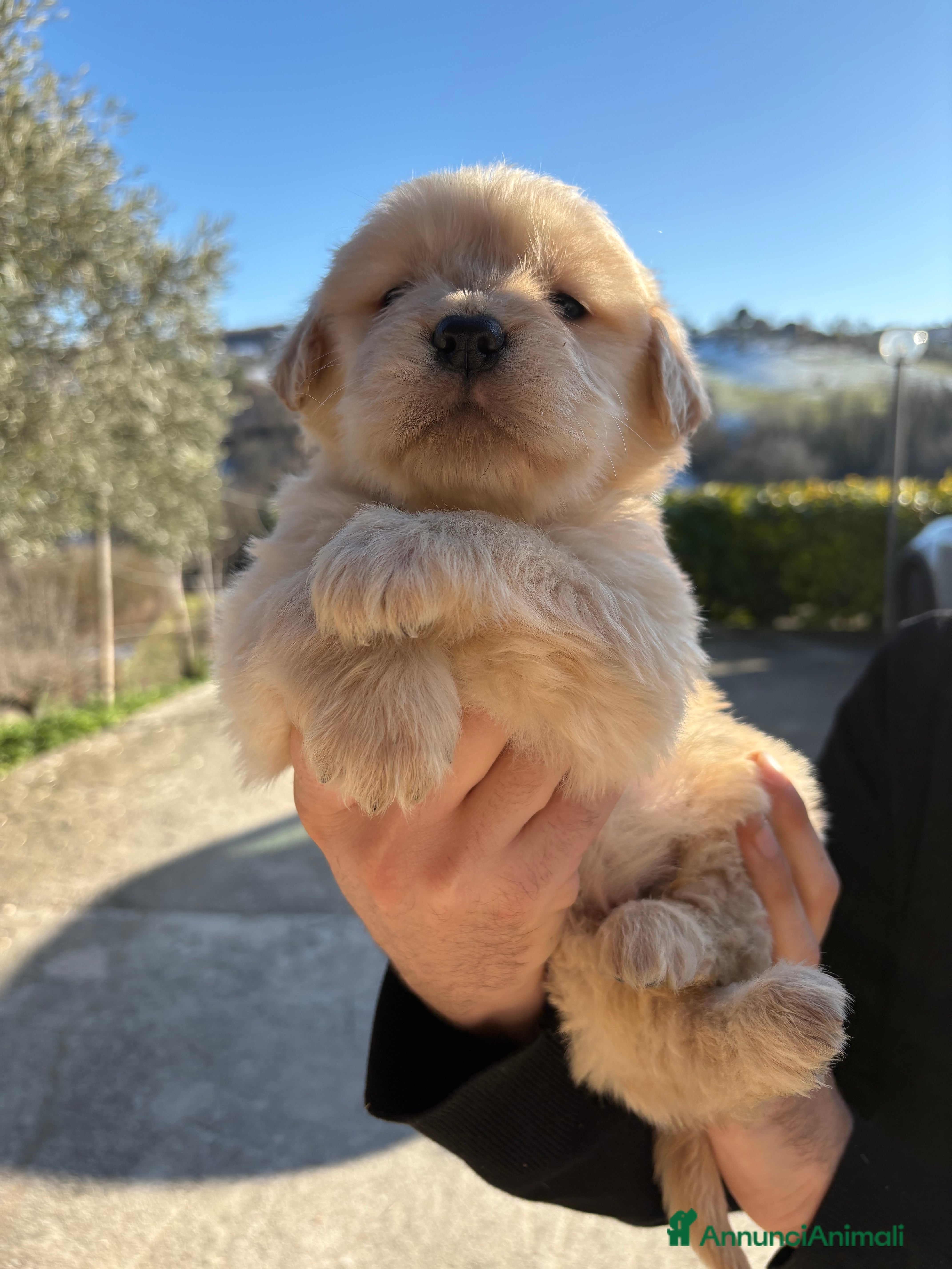 Golden Retriever cani Golden retriever  - Annuncio 2