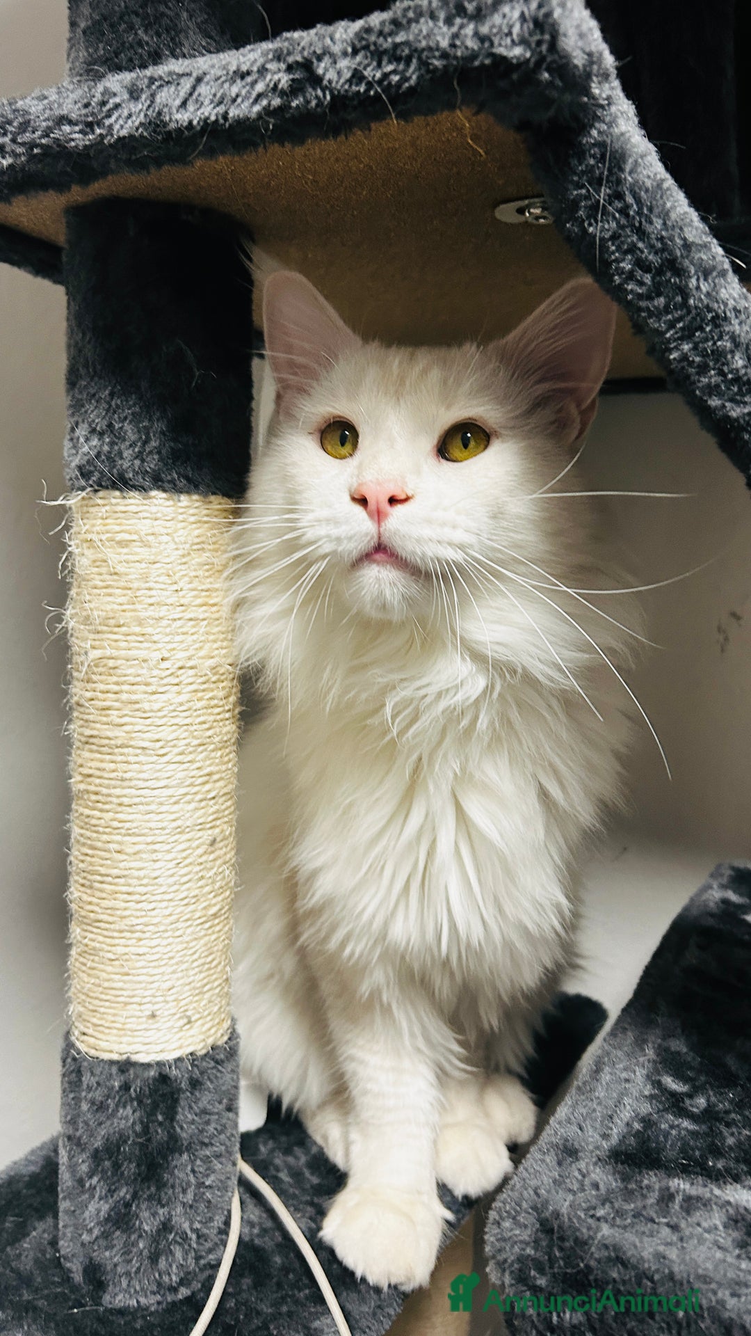 Maine Coon gatti per accoppiamento: Lionel maschio per accoppiamento  - Annuncio 3