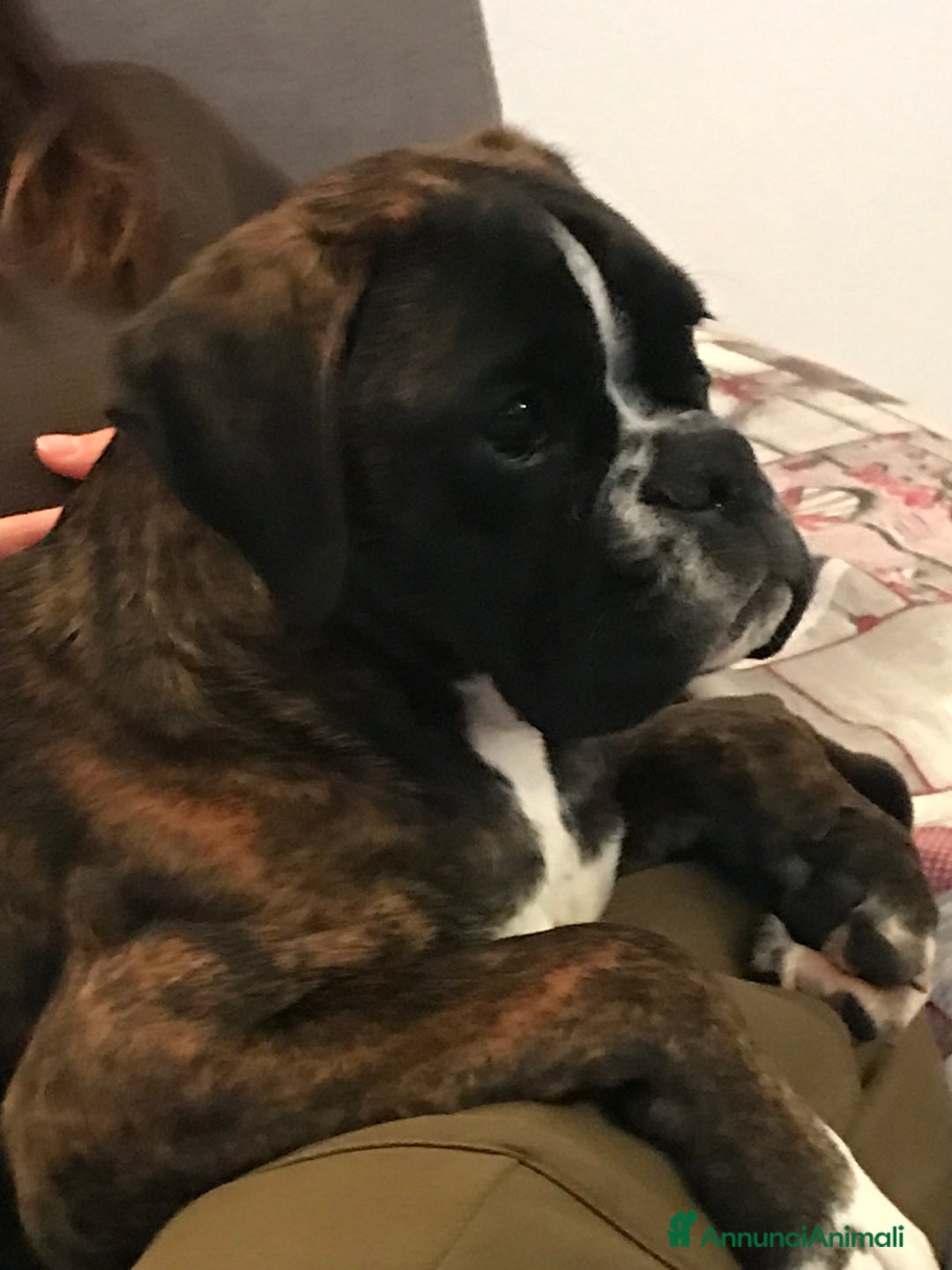 Boxer cani in vendita: Femmina Boxer tigrata a Città Metropolitana di Venezia - Immagine 2
