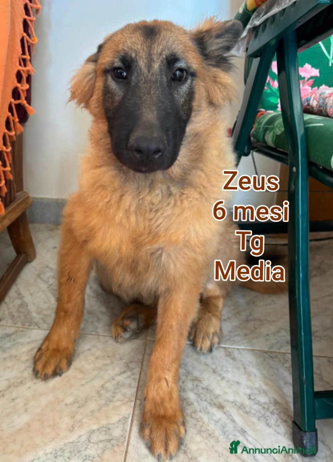 Meticcio cani in regalo: CUCCIOLI ABBANDONATI: URGENTE  a Città Metropolitana di Torino - Annuncio 11