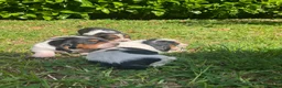 Bassethound cani in vendita: Cuccioli Bassethound a Provincia di Lecce - Annuncio 8