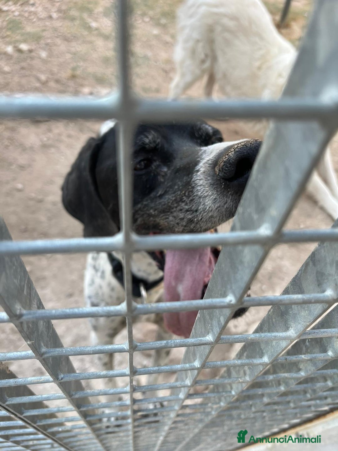 Pointer cani in regalo: DJANGO tenerissimo cane in adozione! - Annuncio 8