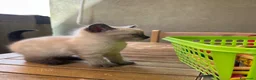 Siamese gatti in vendita: Gattini siamesi seal point - Annuncio 15